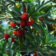Chinese Bayberry